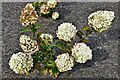 RHS Bridgewater, Old Frameyard/Trials Area: Many hydrangea varieties being tested