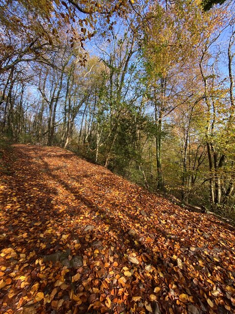 Golden path through Fforest Fawr