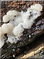 ST1382 : Snow fungus - Tremella fuciformis by Alan Hughes