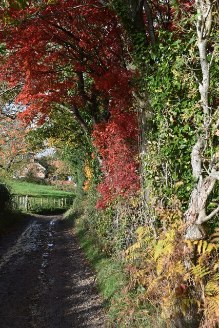 Autumn colours on the track to Folds Farm