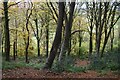 SU1615 : Steep woodland below Frankenbury by David Martin
