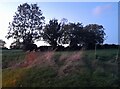 Trees by Fox Road near Pleshey