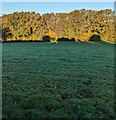 Field and trees, Gwehelog, Monmouthshire