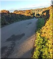 Hedge-lined road in Gwehelog