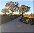 Trees and hedges, Gwehelog