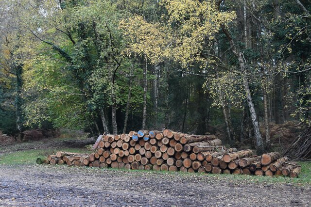 Timber stack in Godshill Inclosure