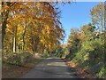SJ3524 : Country lane in autumn by John H Darch