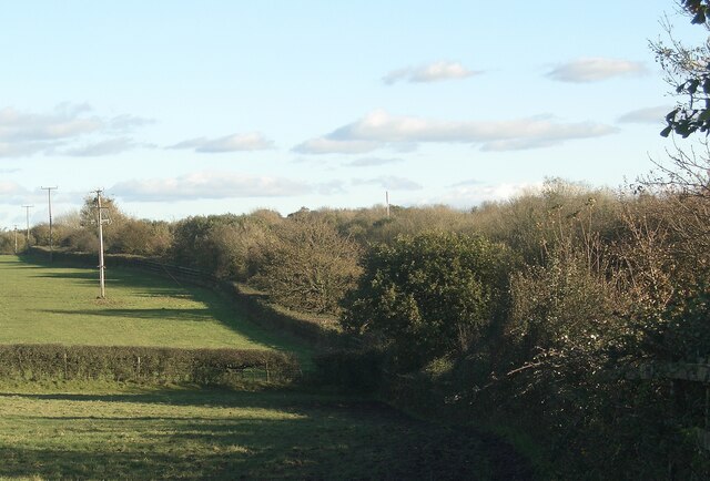 Field boundary and trees by the M4 near North Cornelly