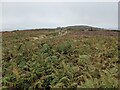 The flat ridge of Tregonning Hill