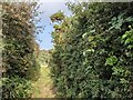 A bridleway at Ashton