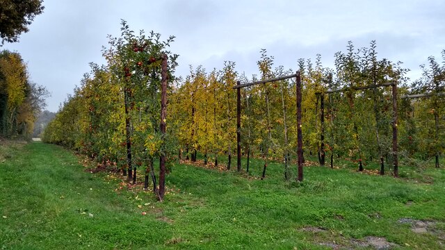 Apple Harvest