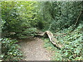 SU4221 : Tree fallen across a path, Knight Wood by Christine Johnstone