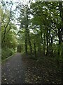 Dense woodland by track in Sirhowy Valley Country Park