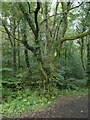 Lichen-covered tree in Sirhowy Valley Country Park