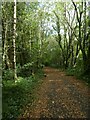 NCN47 passing birch trees in Sirhowy Valley Country Park