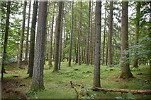 NN9160 : Stand of conifers, Linn of Tummel by N Chadwick