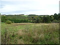 Rough grazing land and woodland