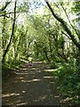 Shared path in woodland south of Hengoed on NCN47