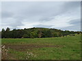 Cattle grazing above the Jed Water