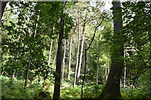NN9060 : Linn of Tummel woodland by N Chadwick