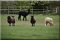 Sheep and Alpaca, Donkey Lane