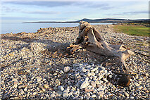 NJ3664 : Dritfwood at Spey Bay by Anne Burgess