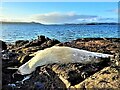 NS1555 : Minke Whale - Isle of Cumbrae by Raibeart MacAoidh