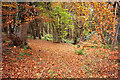 First impression of the Cromarty woodlands from The Stables