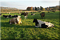 SK2762 : Cattle by Flatts Farm by Bill Boaden