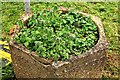 Henbit Dead-nettle in planter at Broad Oak Brede