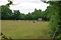 Fields with cattle, Meath Green, 2010