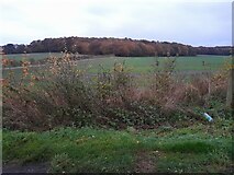 TL2418 : Fields by Wych Elm Lane, Woolmer Green by David Howard