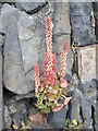 Navelwort flowering on Penglais Road