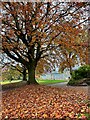 Beech tree in Sheffield Botanical Gardens