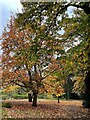 Autumn colour in Sheffield Botanical Gardens