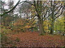 SK2579 : Autumn colour in Granby Wood by Graham Hogg