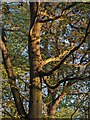 TF0820 : English Oak, Quercus robor by Bob Harvey