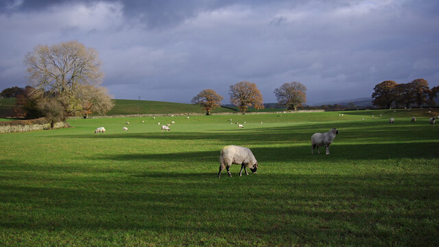 Grazing sheep, Bowston