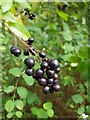 Wild privet berries