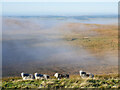 NY5876 : Herdwick sheep on Black Preston by James T M Towill