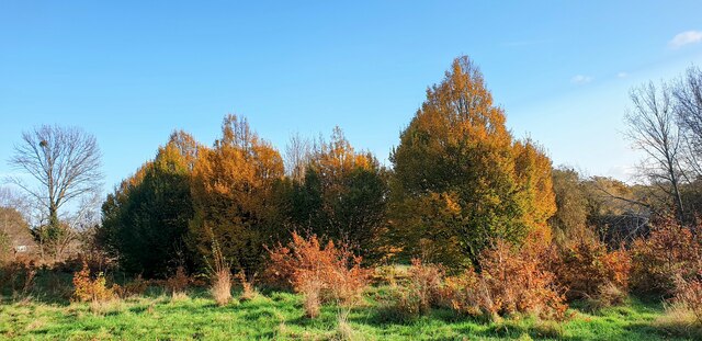 Autumn Colours in Oakwood Park