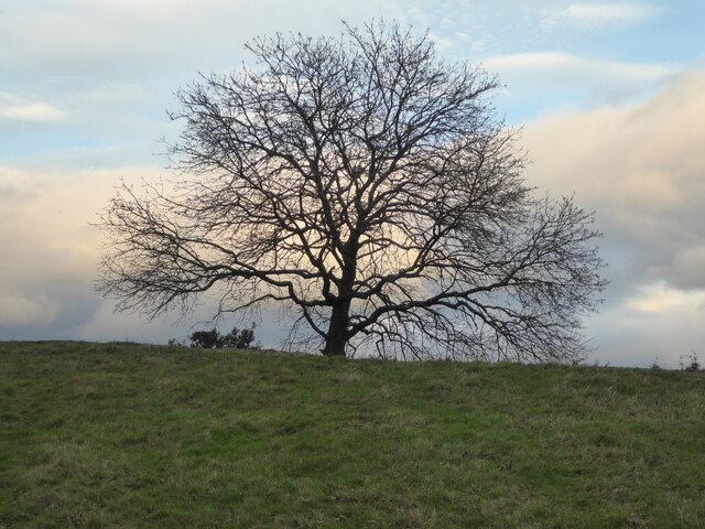 A bare tree on the Malvern Hills