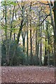 SO8913 : Path through Cranham Wood by Philip Halling