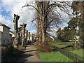 Pollarded and unpollarded limes, Emscote Lawn estate, Warwick