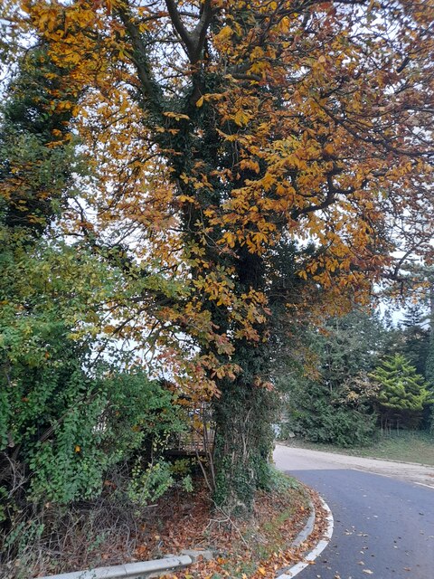 Chestnut tree on Hertford Road