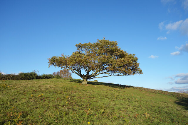 Tree on Chase End Hill