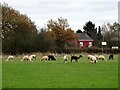 Alpacas in Boundary