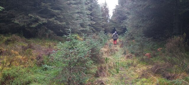 Track in Brownmoor Wood