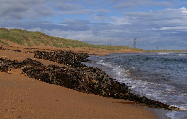 Washed up kelp on the beach at Scotstown, Aberdeenshire