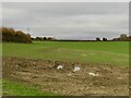 Winter cereals, Whettleton